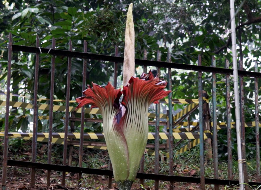 Bunga Amorphophallus Titanum (Bunga Bangkai)Nama nama Bunga di Indonesia yang Sangat Langka