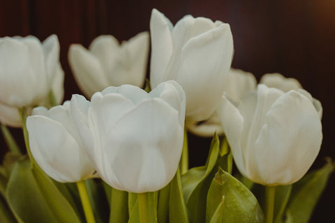 arti bunga tulip putih