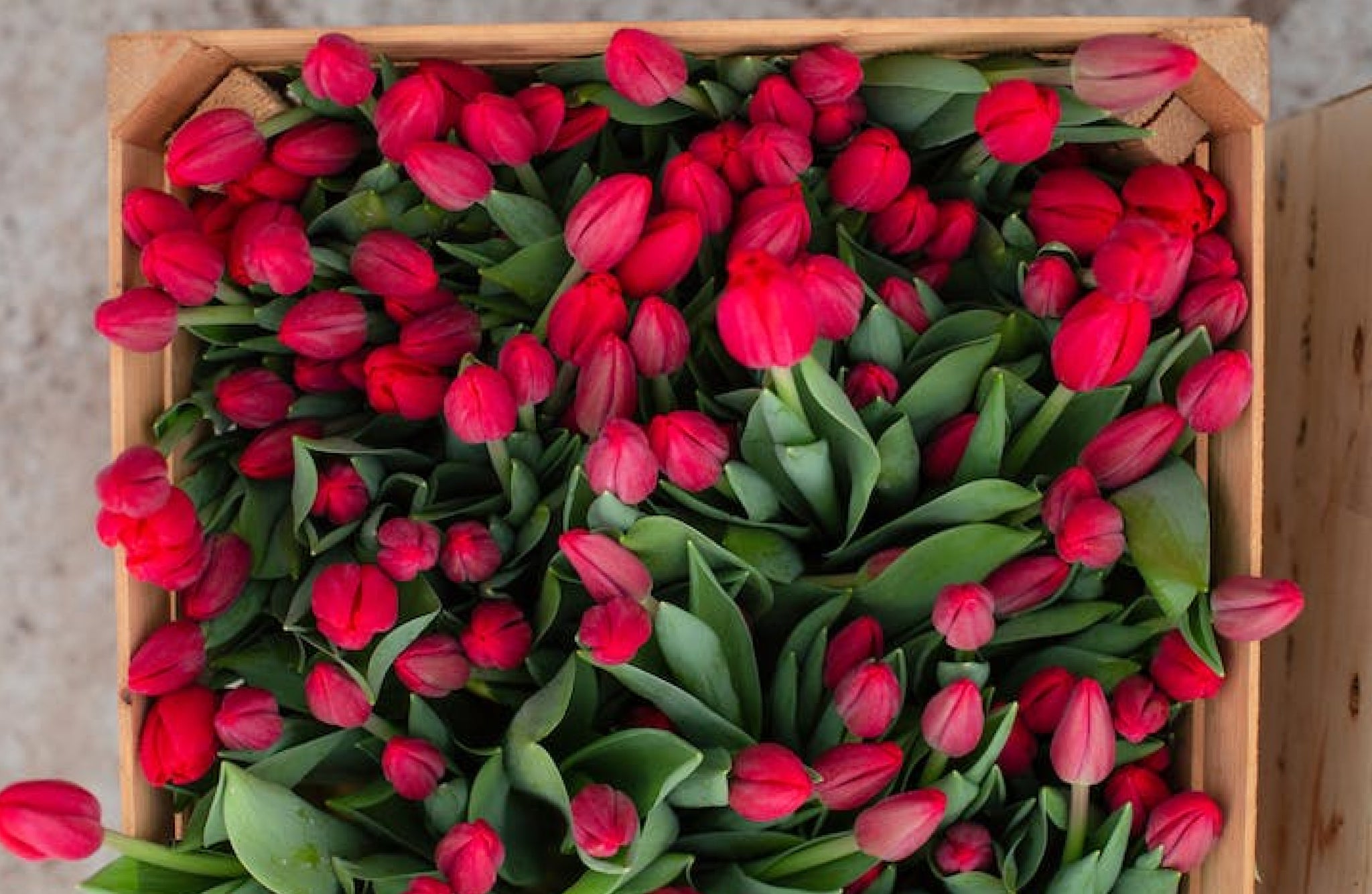 buket bunga tulip merah