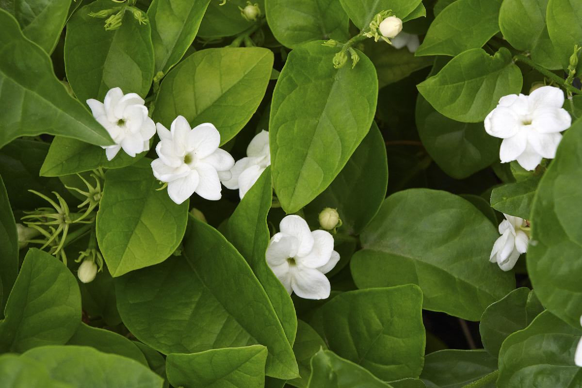 Jasmine (Jasminum sambac) Nama nama Bunga di Indonesia yang Sangat Langka