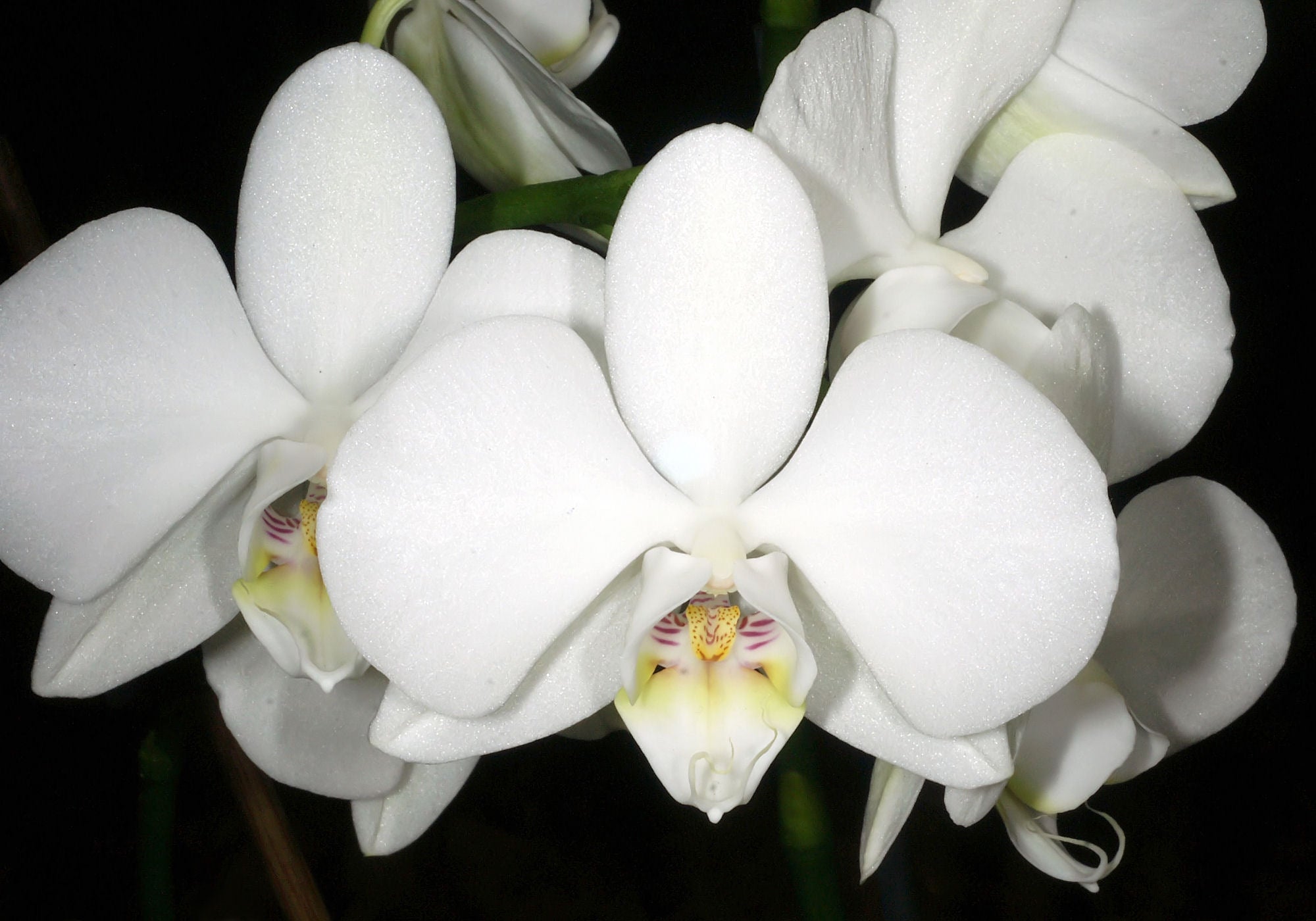 Anggrek Bulan (Phalaenopsis amabilis) Nama nama Bunga di Indonesia yang Sangat Langka