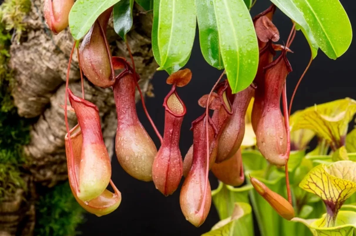 Bunga Kantong Semar (Nepenthes spp.) Nama nama Bunga di Indonesia yang Sangat Langka