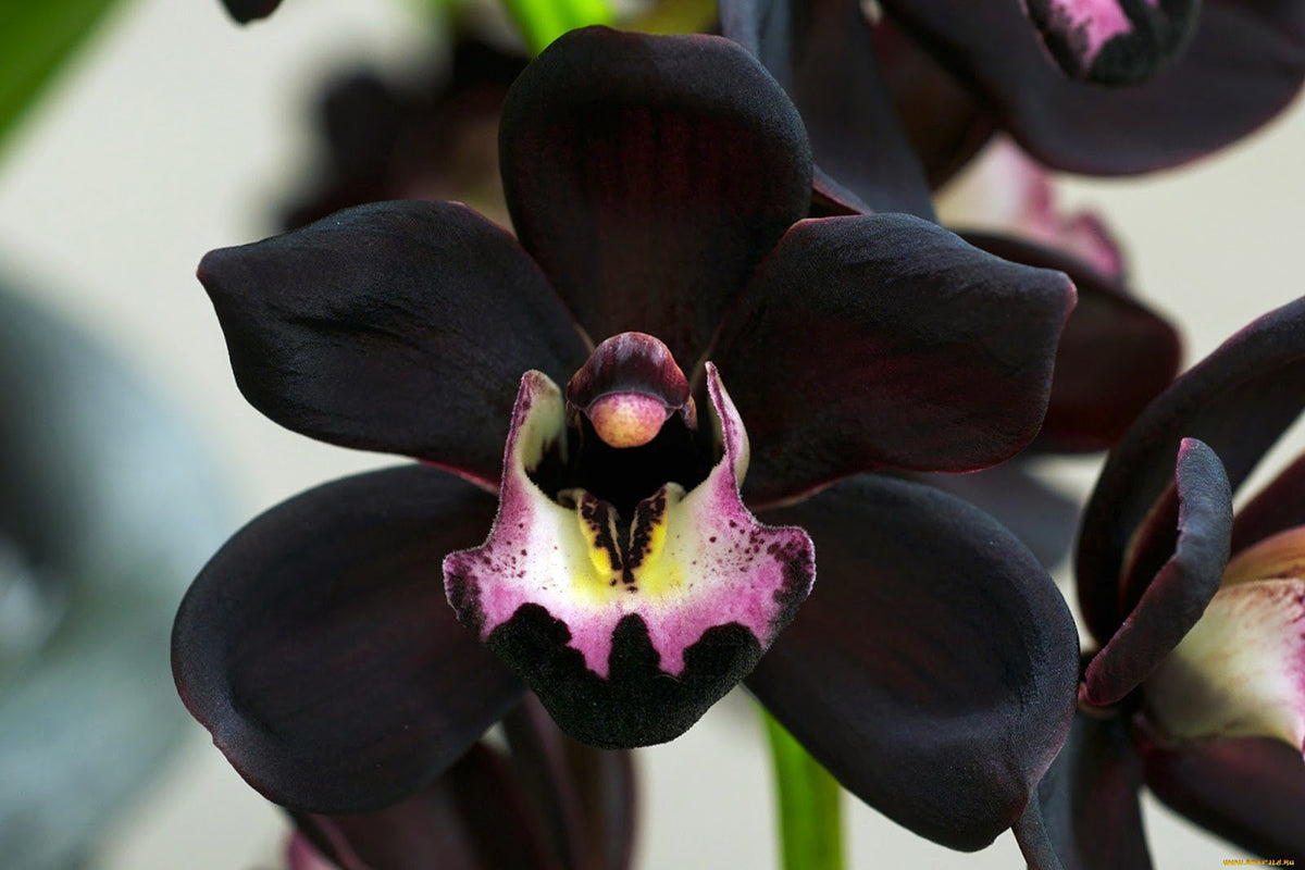 Orchid Black (Coelogyne pandurata) Nama nama Bunga di Indonesia yang Sangat Langka