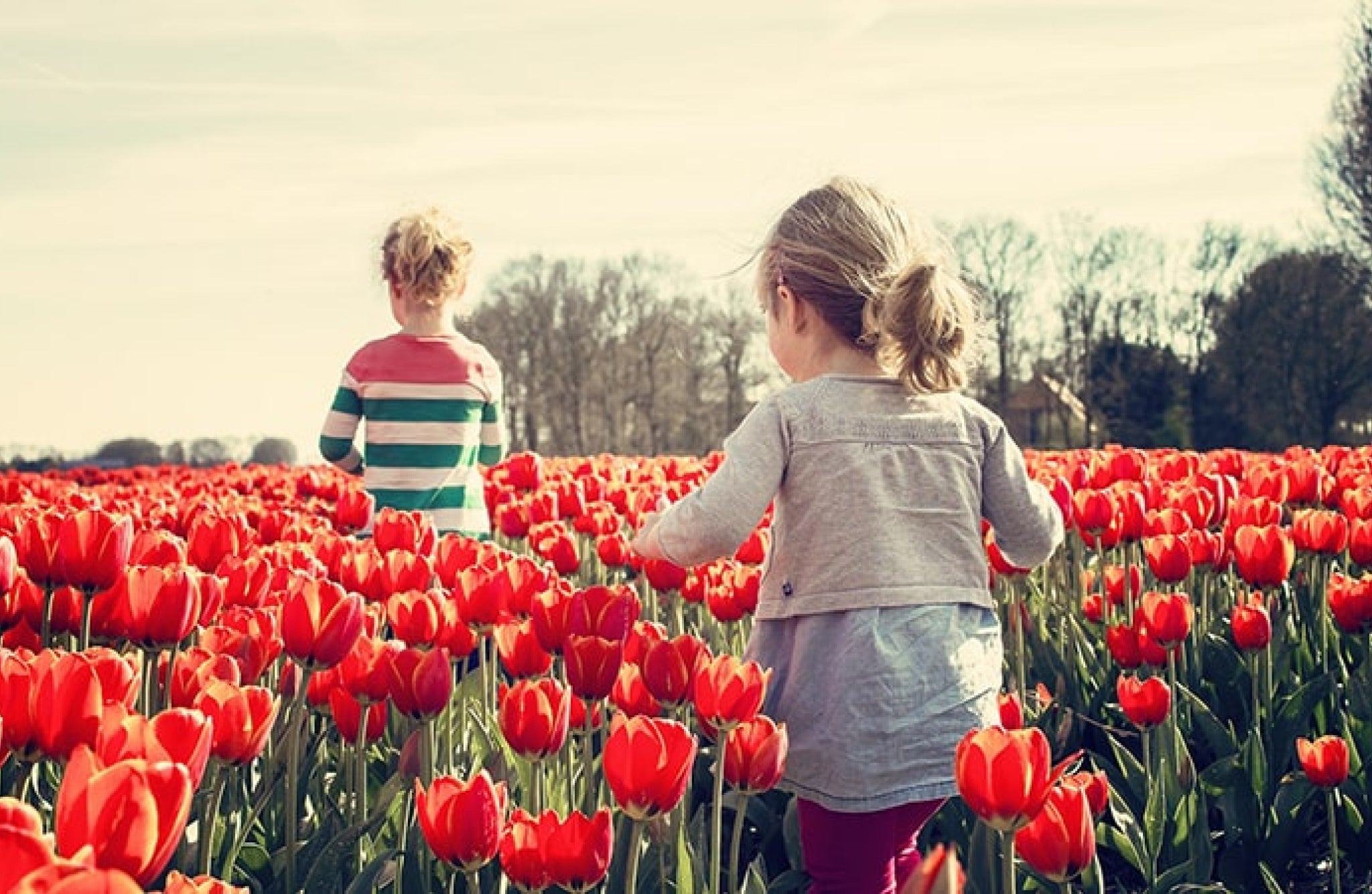 buket bunga tulip merah