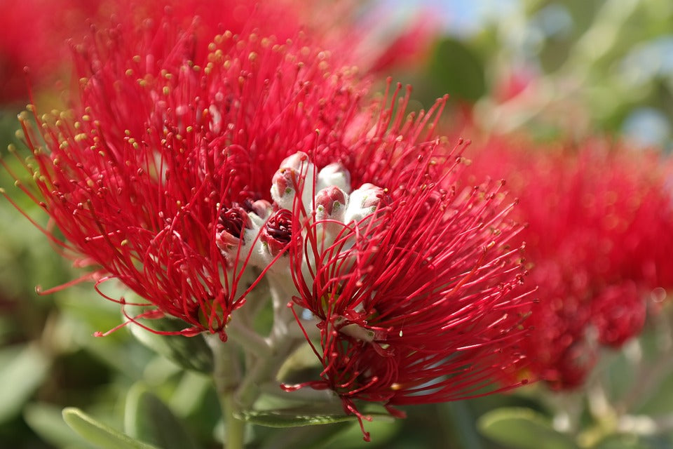 Bunga Ulin (Eusideroxylon zwageri) Nama nama Bunga di Indonesia yang Sangat Langka