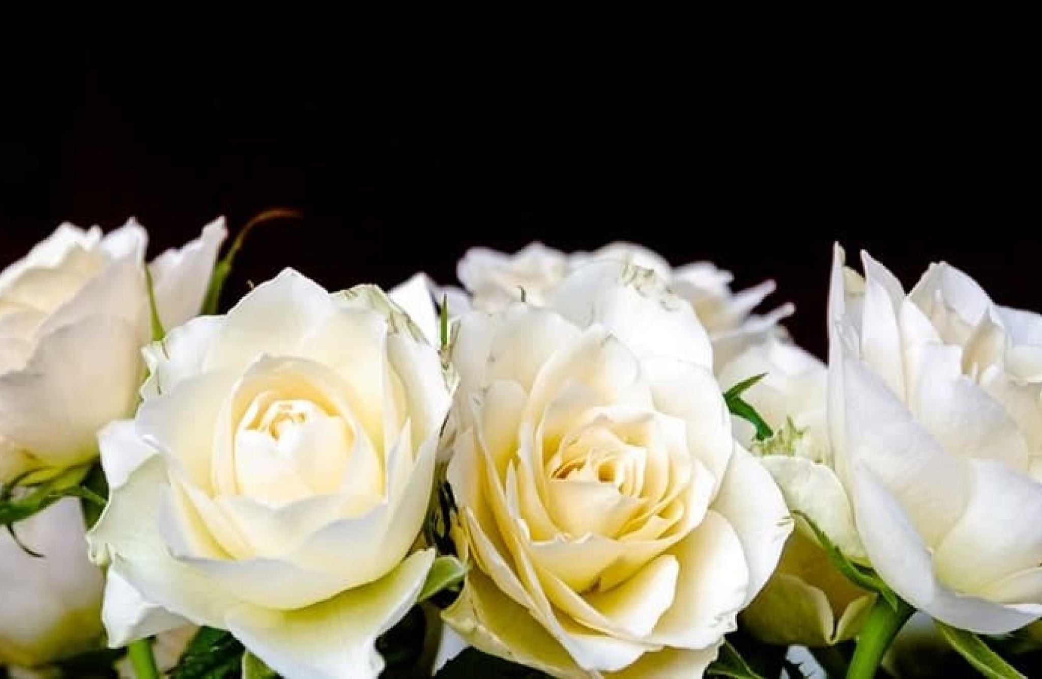 buket mawar putih untuk kekasih