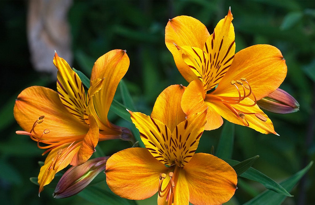 selamat hari buruh | alstroemeria