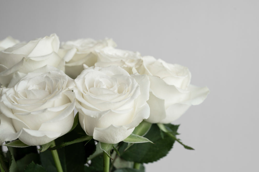 mawar putih  lebaran 2024