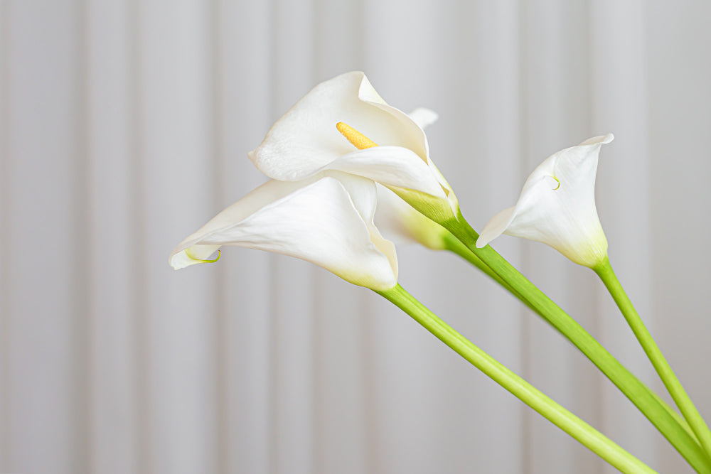 calla lily Bunga Bulan April: Ide Dekorasi Lebaran