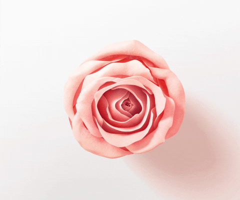 arti bunga mawar pink
