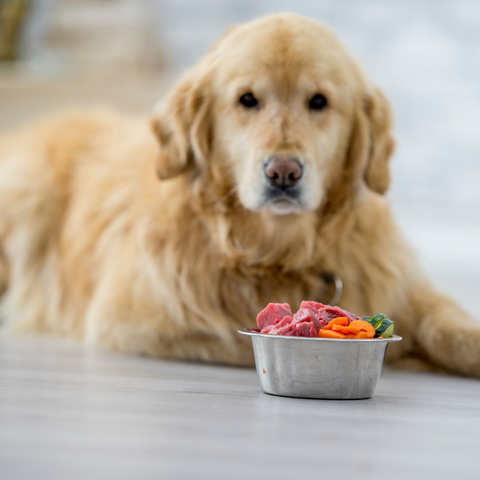 every how many hours should an adult dog eat