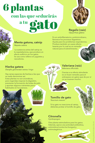 3 remedios naturales para ahuyentar gatos de tus plantas