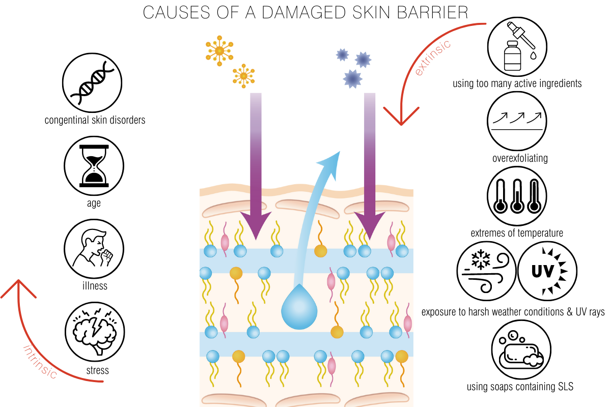 A diagram showing causes of a damaged skin barrier