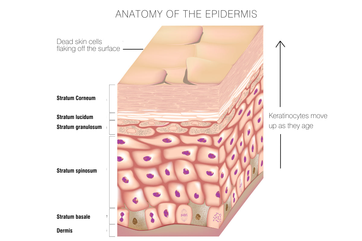 A diagram showing the skin barrier