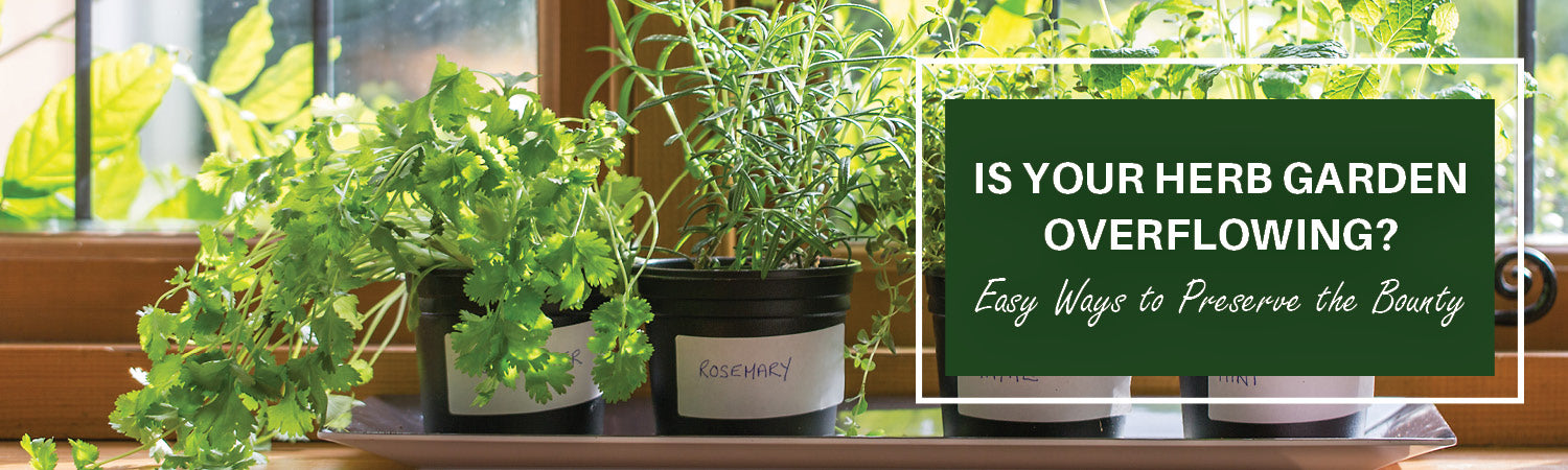 Easy Ways to Preserve Your Herb Garden Bounty