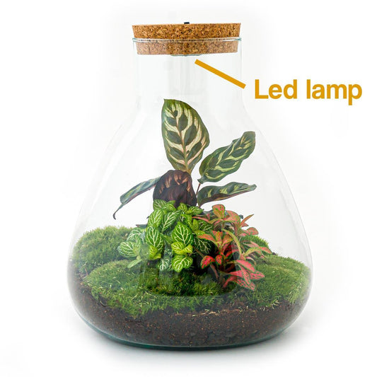 Kit DIY Terrarium • Dôme XL • Écosystème avec plantes • ↑ 30 cm