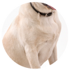 Example of short dog coat, in a rounded close up of a short coat cream-white dog