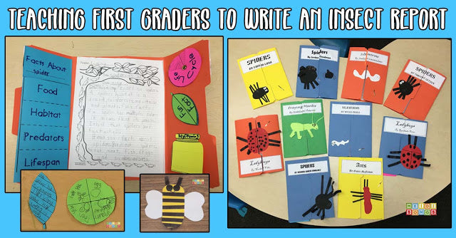 Teaching First Graders to Write an Insect Report!