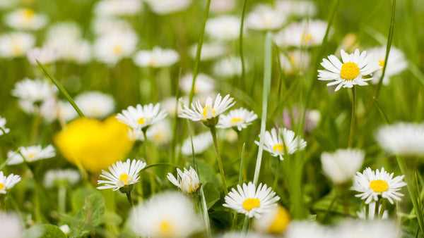 Bild mit Gänseblümchen