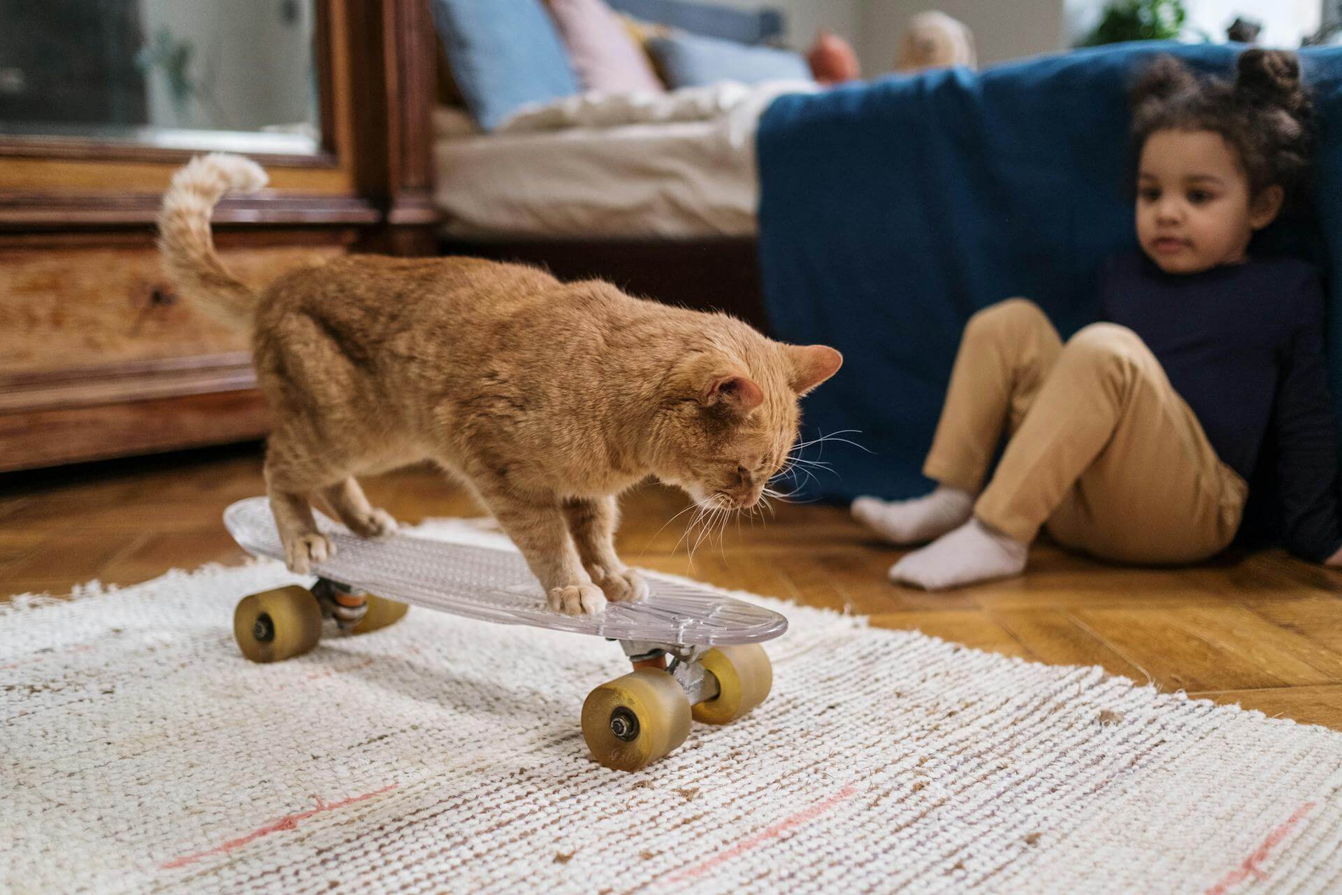 A cat standing on a skateboard while a young girl watches