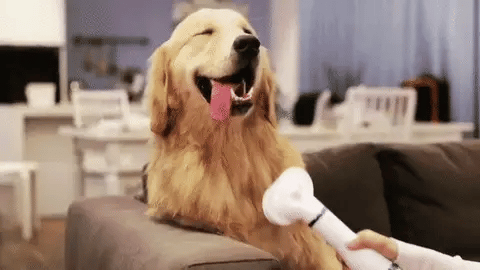 Cepillo Secador 2 en 1 para mascotas – BARATAZO