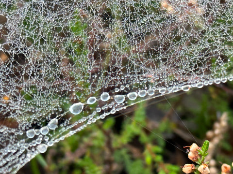 Close up of dew drops on a spider's web.