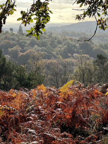 Autumn view over the Surrey Hills.
