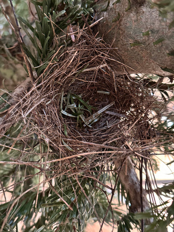 Birds nest found in my Christmas tree.