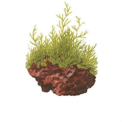 IC808 ADA Tissue Culture - Peacock Moss (Taxiphyllum sp. 'Peacock) (cup  size: short)