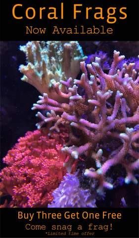 Updates to our San Jose store and a new promotion for coral frags