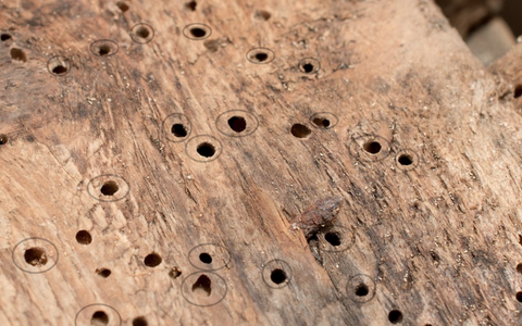 borer holes