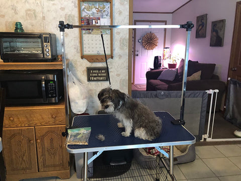 A picture capturing the dog staying still on the grooming table, with the groomer using gentle handling techniques and providing the dog with comfortable and gentle touches.