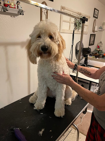 A photo illustrating the process of gradual introduction, where the groomer slowly introduces grooming tools to the dog, allowing it to become familiar and comfortable with them, reducing anxiety and fear.