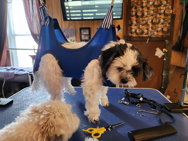 grooming restraints for small dogs