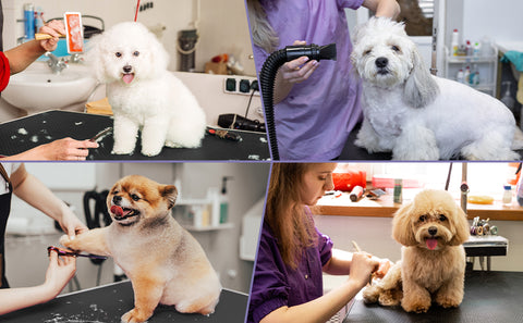 A groomer using positive reinforcement techniques, rewarding and praising a dog to keep it calm and cooperative during grooming.