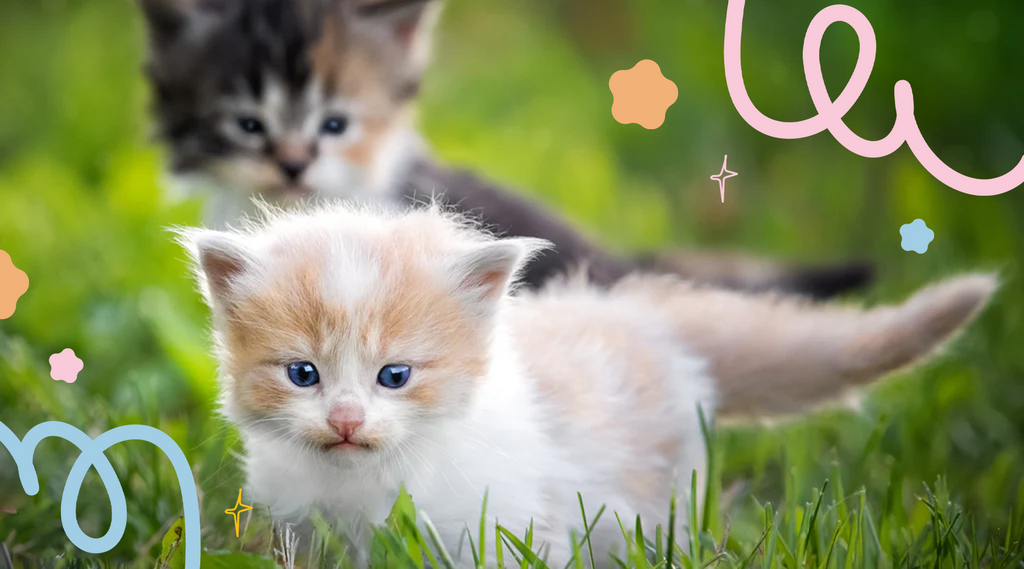 Two adorable kittens exploring and chasing each other in the sunshine.