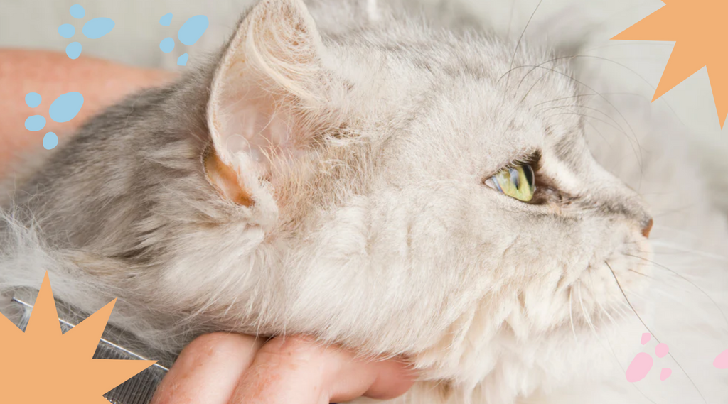 Cat getting combed for a shiny coat.