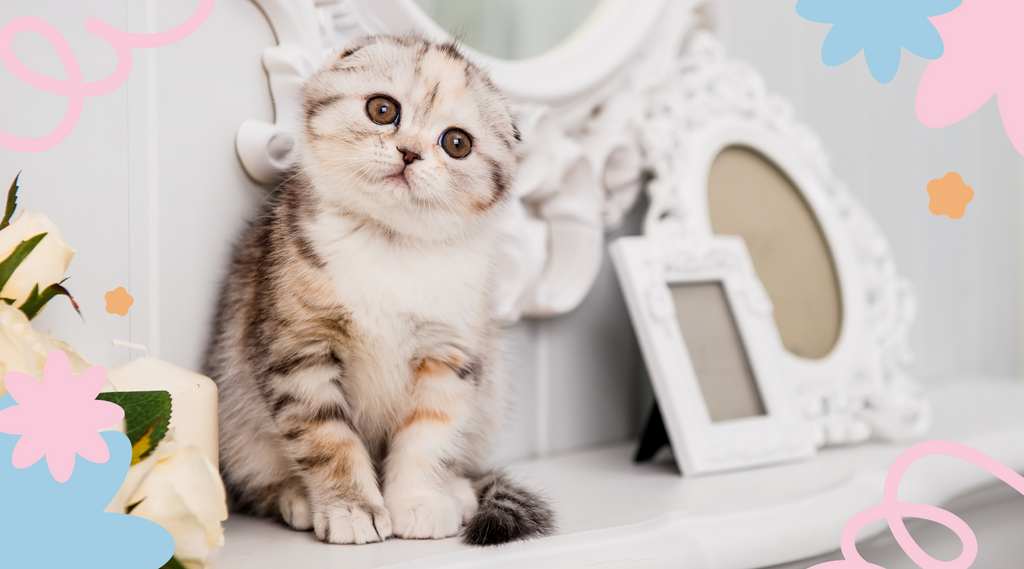 Cute colored Scottish Fold Cat staring innocently.