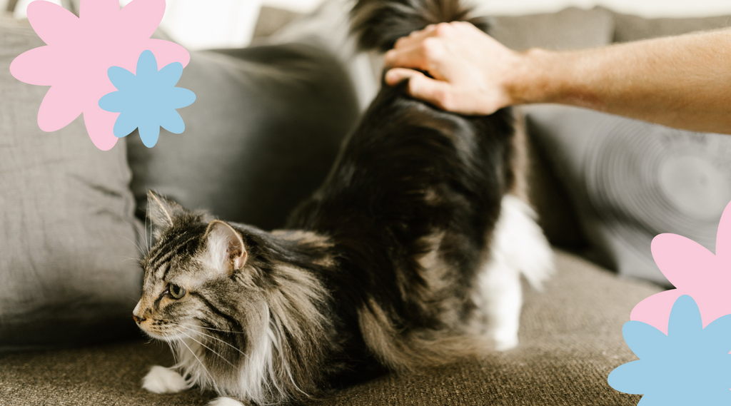 Relaxed Maine Coon cat being held by its owner on a living room sofa.