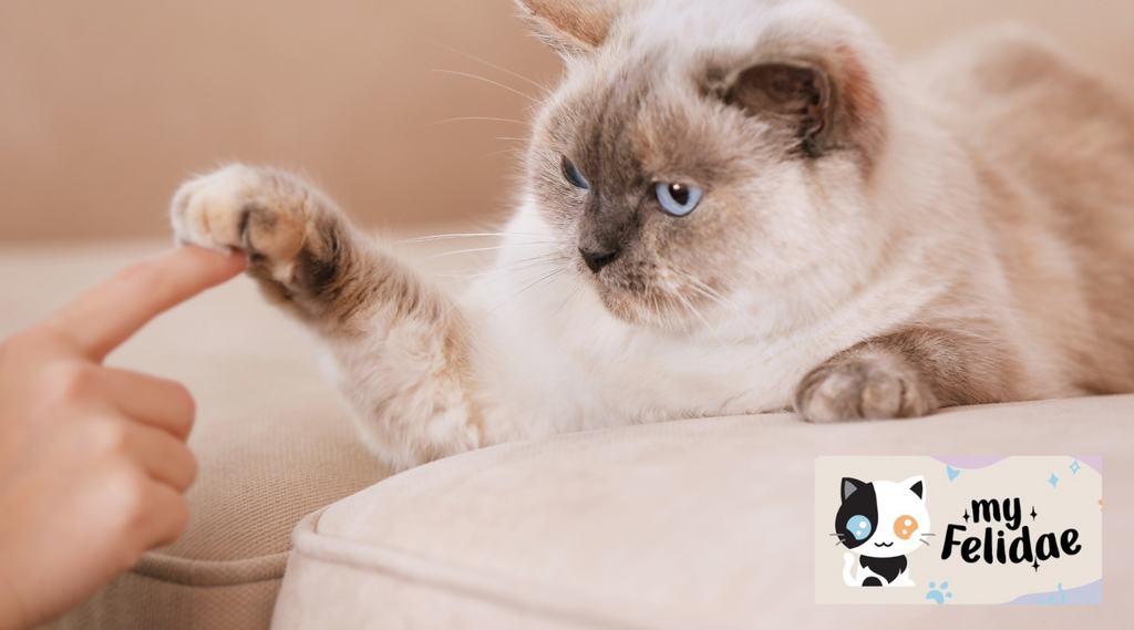 Purebred Cat enjoying a playful interaction with its loving owner.