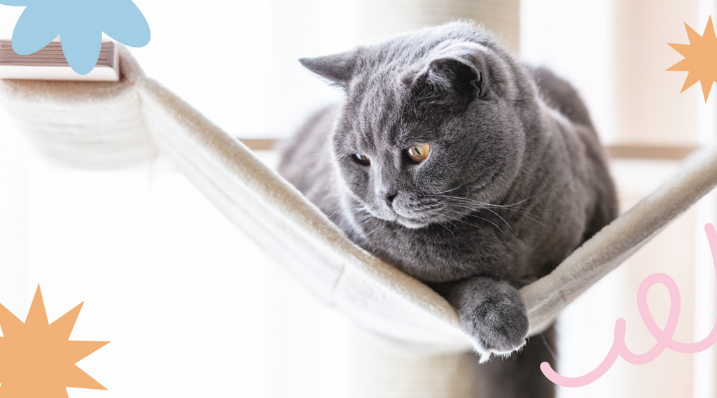 Majestic, gray purebred cat.