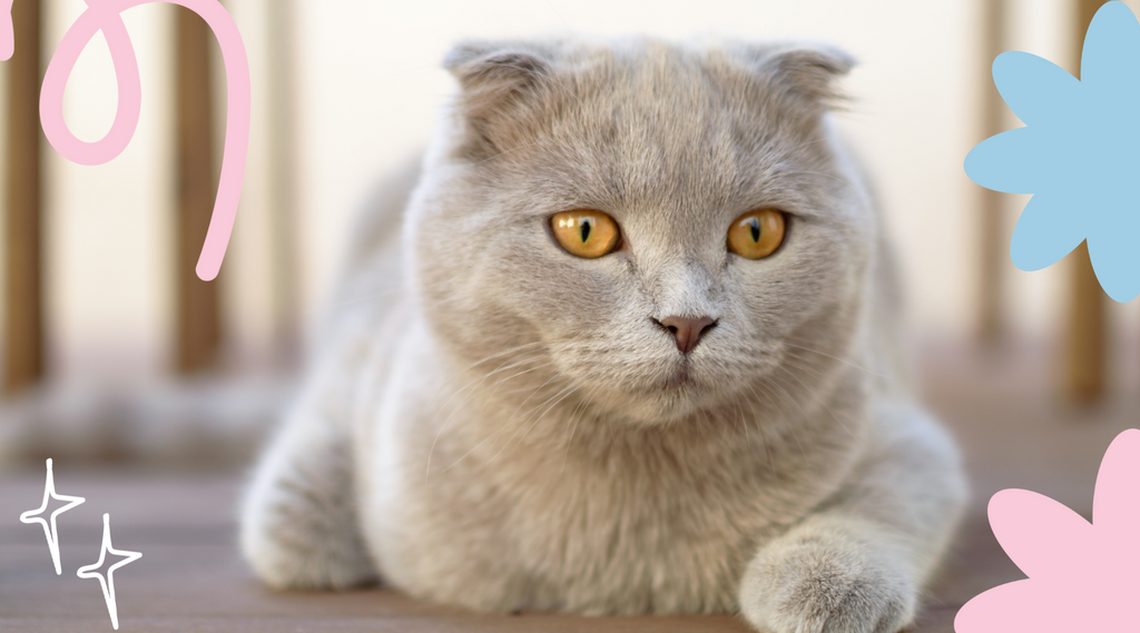 Gray cat with piercing colored yellow eyes.