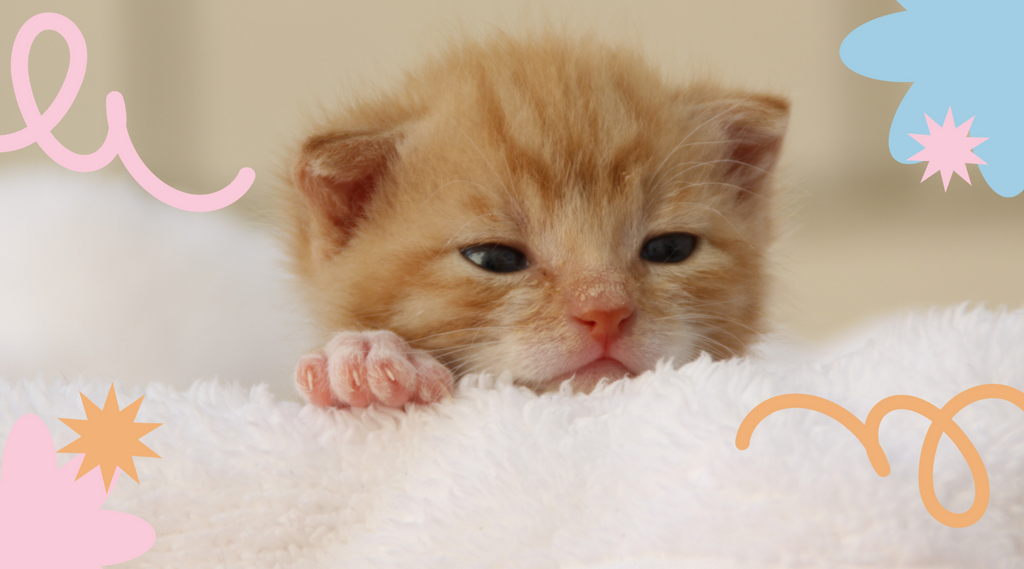 A cuddly kitten looks up with a heartwarming gaze.