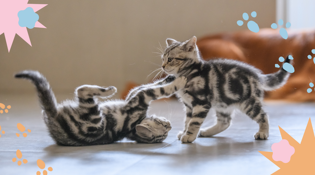 A pair of adorable kittens frolic together.