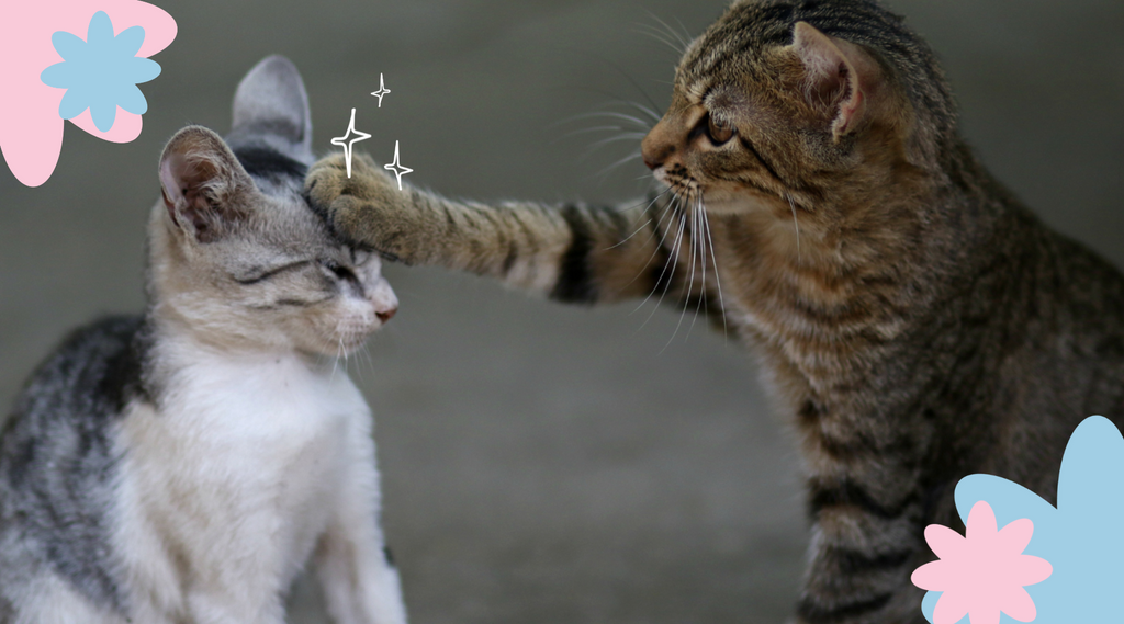 Two fluffy kittens show affection with gentle pats on the head.