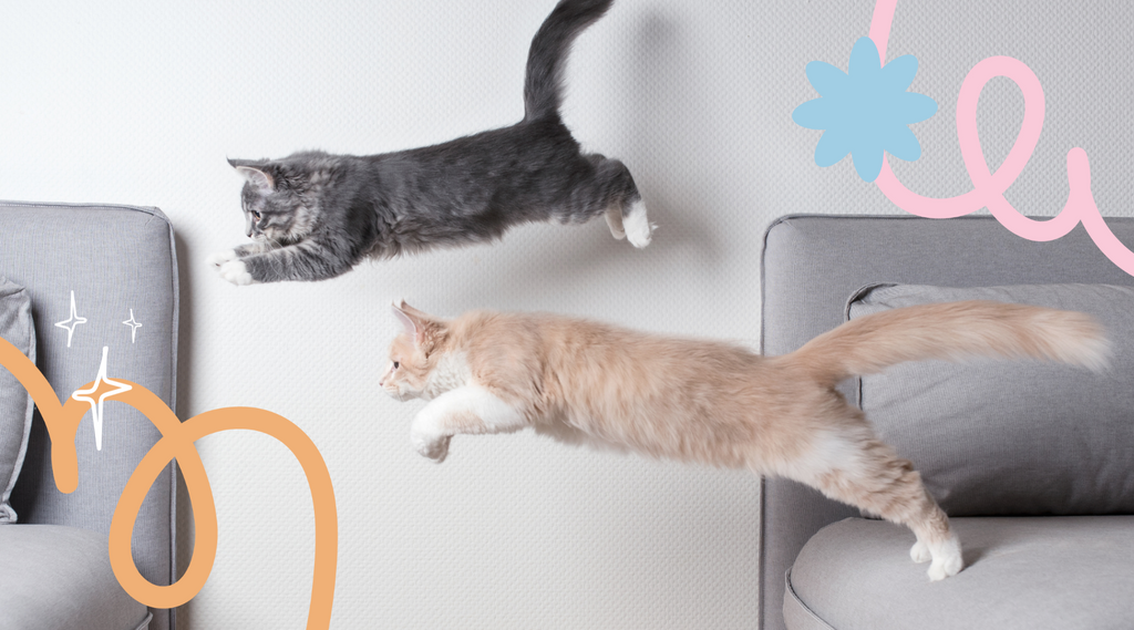Kitty aerobatics! Two cats playfully soar above a sofa.
