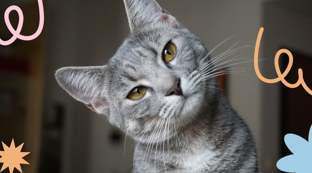 A gray cat with a tilted head, full of curiosity.