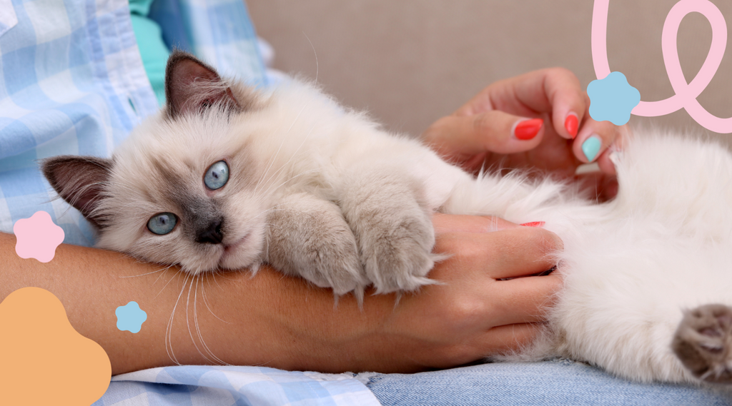 Cat cuddled comfortably in owner's arms.