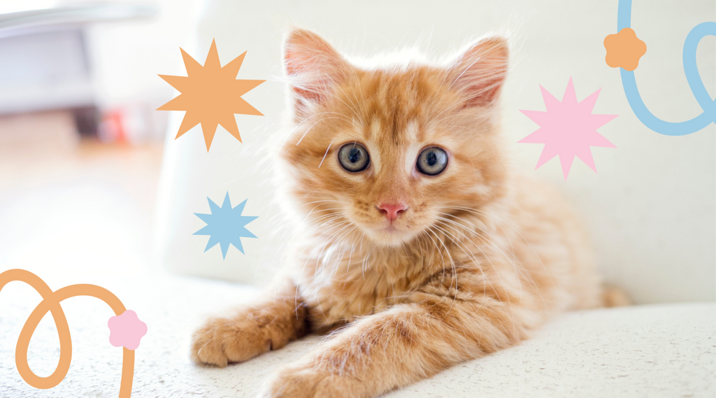 An orange cat with a curious gaze.