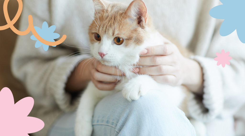 Owner holding a content cat.